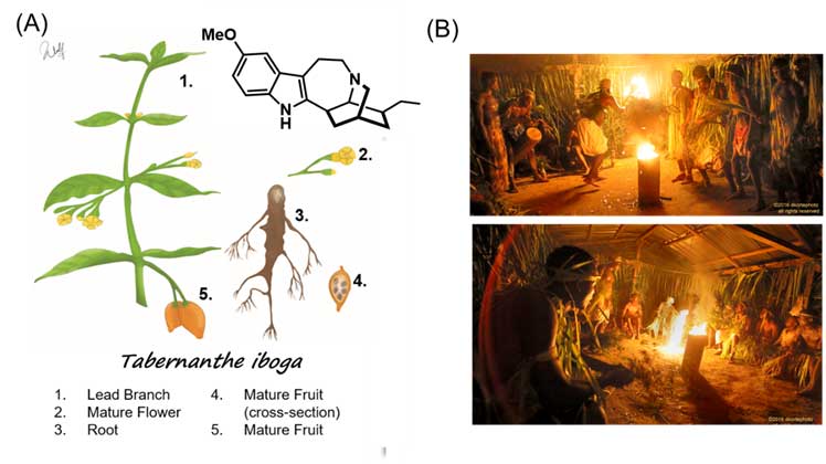 Figura 1. (A) Ilustración de las diferentes partes del arbusto de Thabernanthe iboga (Ilustración de Kevin Wulf ACS Chemical Neuroscience 2020, 11, 1661-1672) y estructura química de la ibogaína (B) Rituales de iniciación Bwiti. Imagenes extraídas de <br></p>
<p><a href=